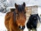 Horses on the farm, snowy weather