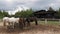 Horses feed in the corral, throwing their heads over a small fence to tear hay or feed from the feeder. On background of