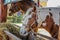 Horses feed from a feeding trough outdoor