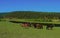 Horses feed on meadows in Siberia.