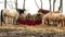 Horses Feed On Stray Hay Bales Farm Ranch Animals