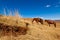 Horses feeding on grass in the hills