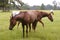 Horses feeding grass in a Texas green meadow