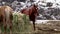 Horses feeding on high mountain