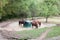 Horses feeding outside with Hay Rack