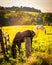 Horses and fence in a field in rural York County, Pennsylvania.