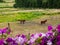 Horses in a Fenced Field