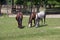 Horses in a Fenced Pasture