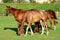 Horses on a field