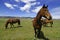 Horses in Field