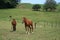 Horses in the field