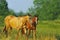 Horses in field