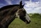 Horses in the field. Beautiful equine animal in its habitat. Large size animal for racing