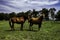 Horses in the field. Beautiful equine animal in its habitat. Large size animal for racing