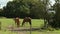 Horses In Field And Behind Trees