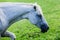 Horses in a field. Cades Cove, Great Smoky Mountains National Park