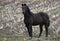 Horses in the field,central Wisconsin