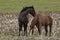 Horses in the field,central Wisconsin