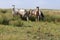 Horses in the field County Clare Ireland 3