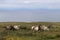 Horses in the field County Clare Ireland 5