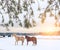 Horses on the field eat hay, winter farm, forest in the frost on the horizon. USA. Maine.