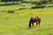 Horses in a Field at an Equestrian Center