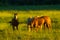 Horses In Field In Golden Light