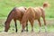 Horses in a field grazing