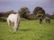 Horses in a field grazing grass.