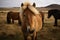 Horses in the field of mountain