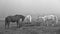 Horses in the field, in the pasture eating hay.