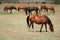 Horses in a field (Sardinia)