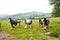 Horses in field, Wicklow Mountains, Ireland