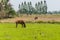 Horses in the fields in countryside farm