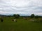 Horses on the fields in Virginia