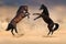 Horses fight in desert