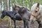 Horses in a Finland forest landscape. Animal background