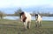 Horses in flooded Gloucestershire