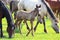 Horses and foal grazing on pasture