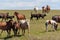 Horses with foals, cows with calves graze on a summer meadow