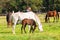 Horses Foals Farm