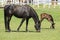 Horses and foals on field