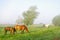 Horses and foals graze on a green meadow in the early morning on a summer day