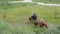 Horses and foals grazing in the field