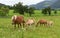 Horses with foals in pasture, Austria