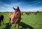 Horses and foals on a ranch in Denmark