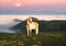 Horses in the foggy Carpathians