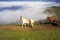 Horses in the foggy Carpathians