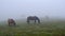 Horses in foggy meadow in mountains valley