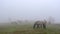 Horses in foggy meadow in mountains valley